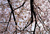 ■「桜」[2] ELMAR-M 50mm AGFA vista 100